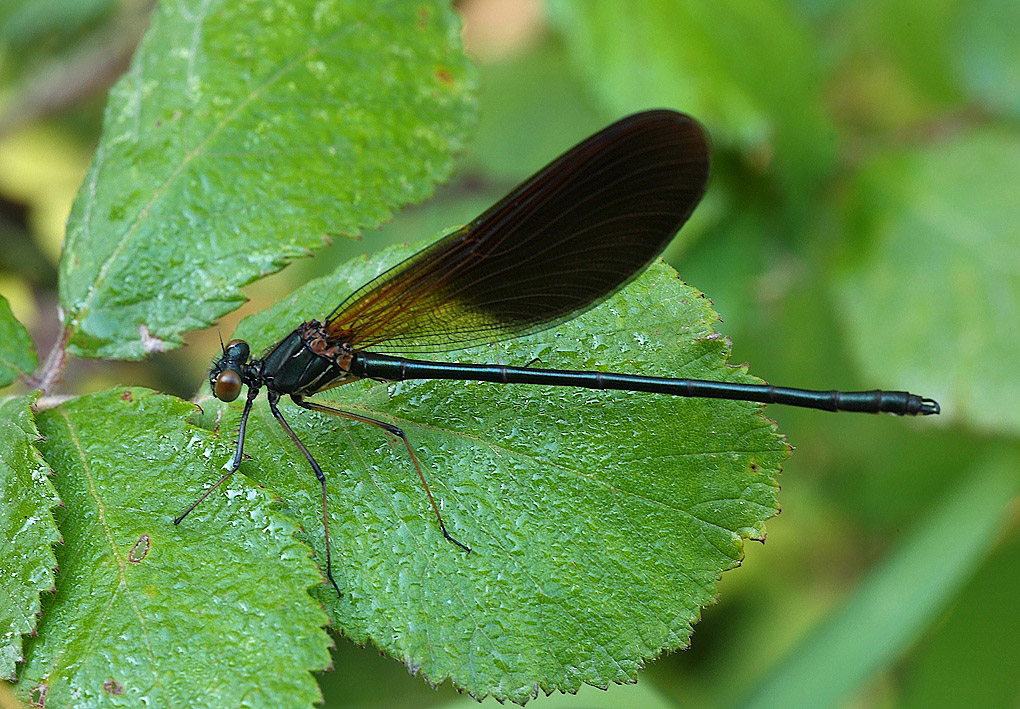 ...All'Ombra (ogni tanto....)...!!!