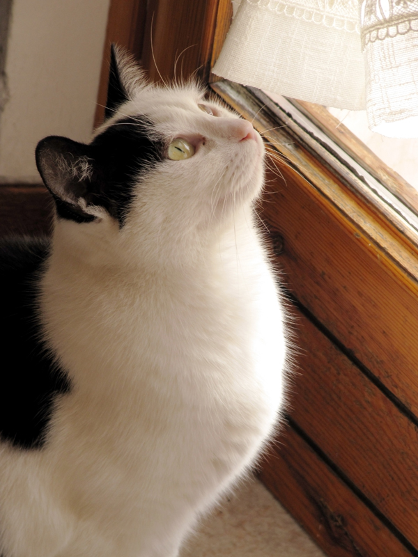 Apri che voglio uscire...