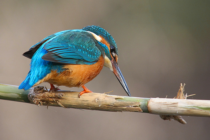 VEDIAMO SE C'E' QUALCOSA..............