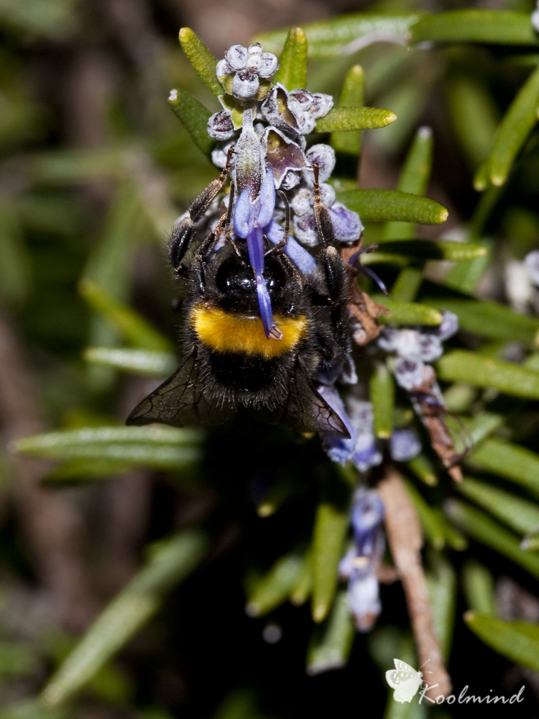 Il Bombo e il Rosmarino
