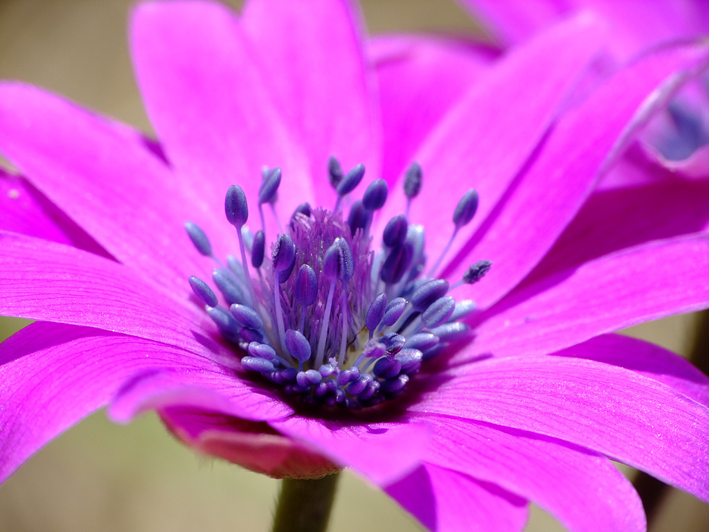 Anemone hortensis L.