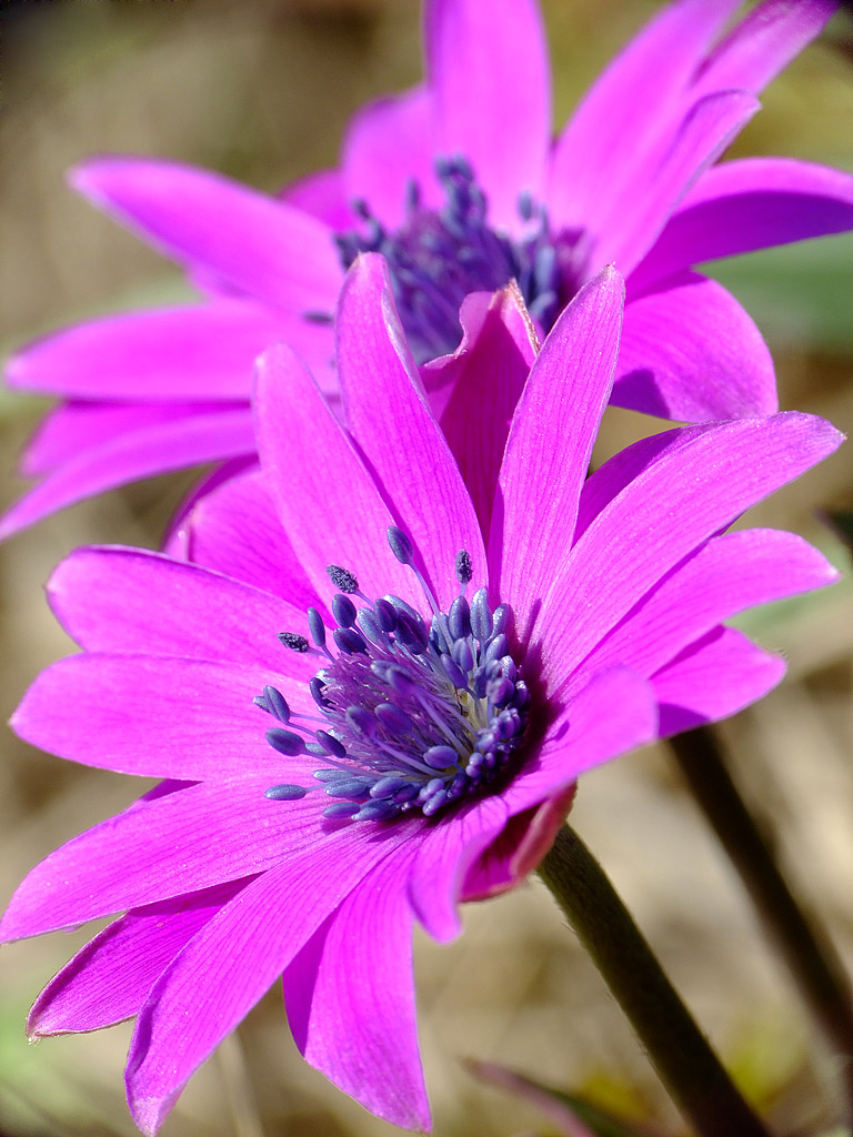 Anemone hortensis L. (nr. 3)