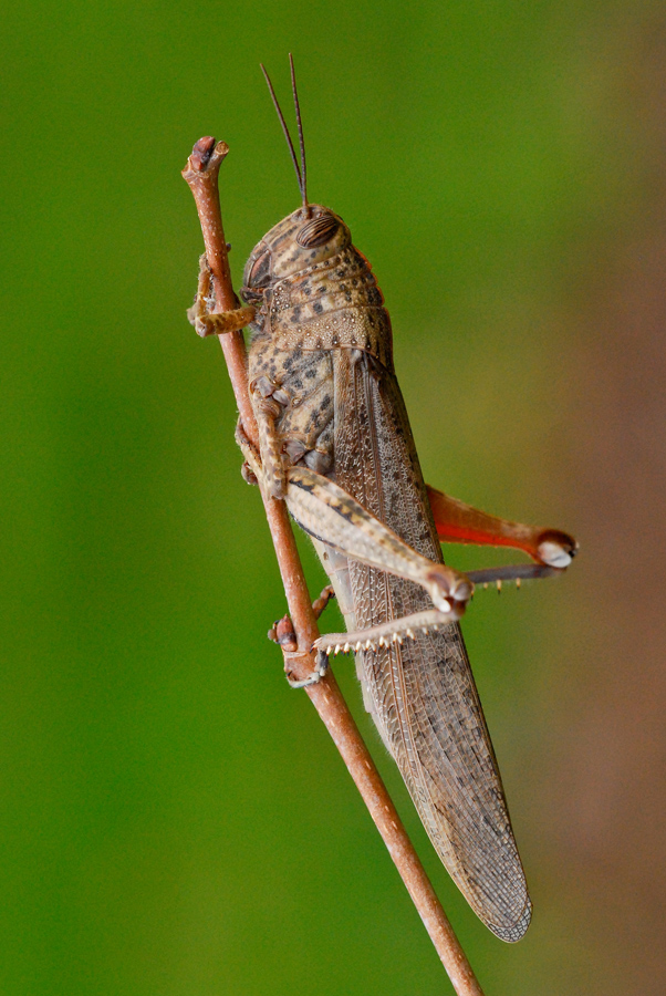 Cavalletta invernale