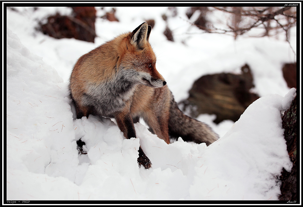 Volpe PNGP # 27