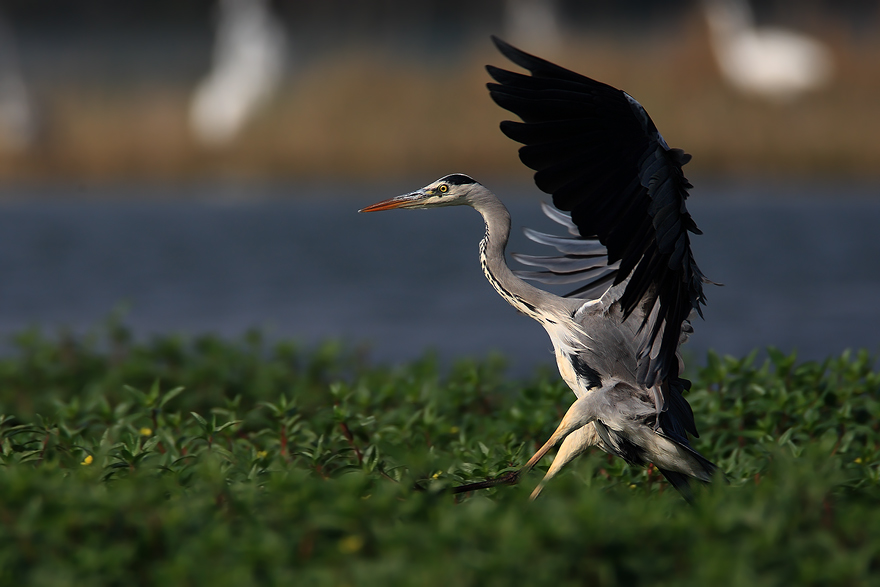 Cenerino in atterraggio...