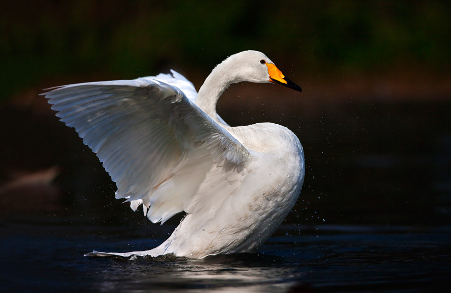 Cigno selvatico-(Cygnus-cygnus)
