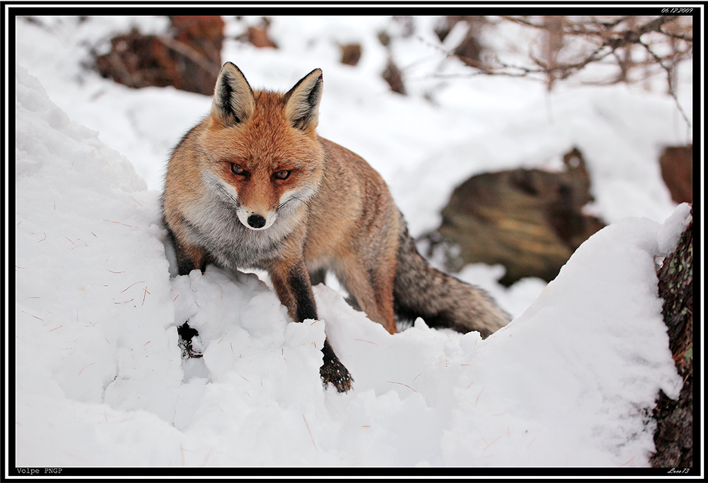 Volpe PNGP # 28