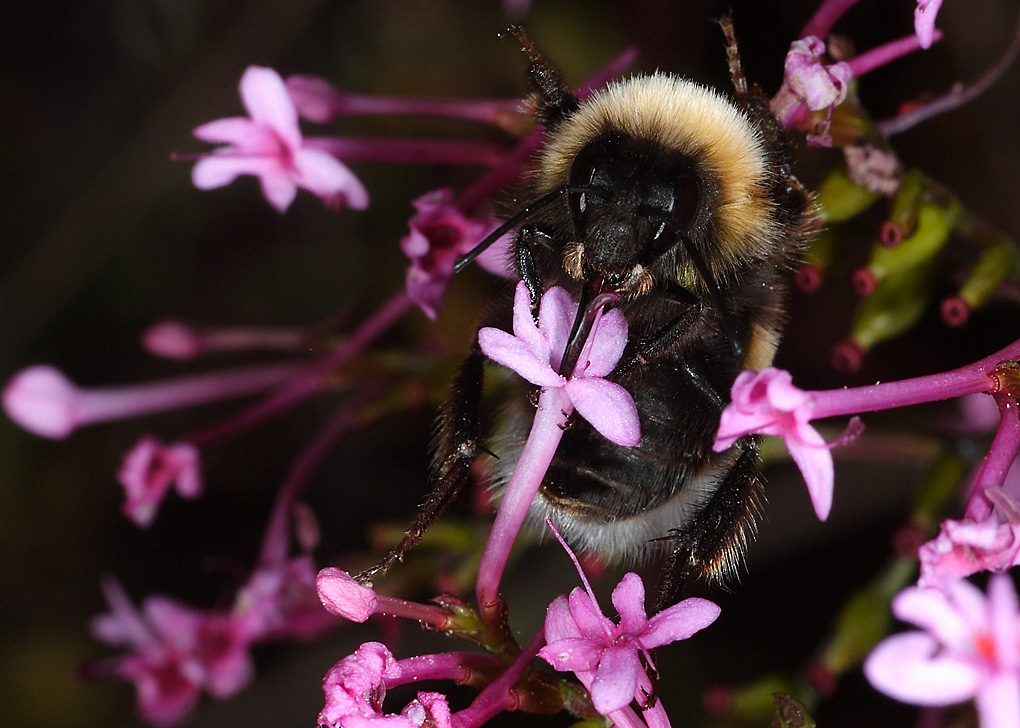 ...Bombo Indaffarato...!!!