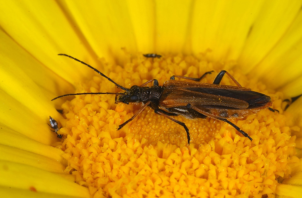 ...Alla Fiera Del Giallo...!!!