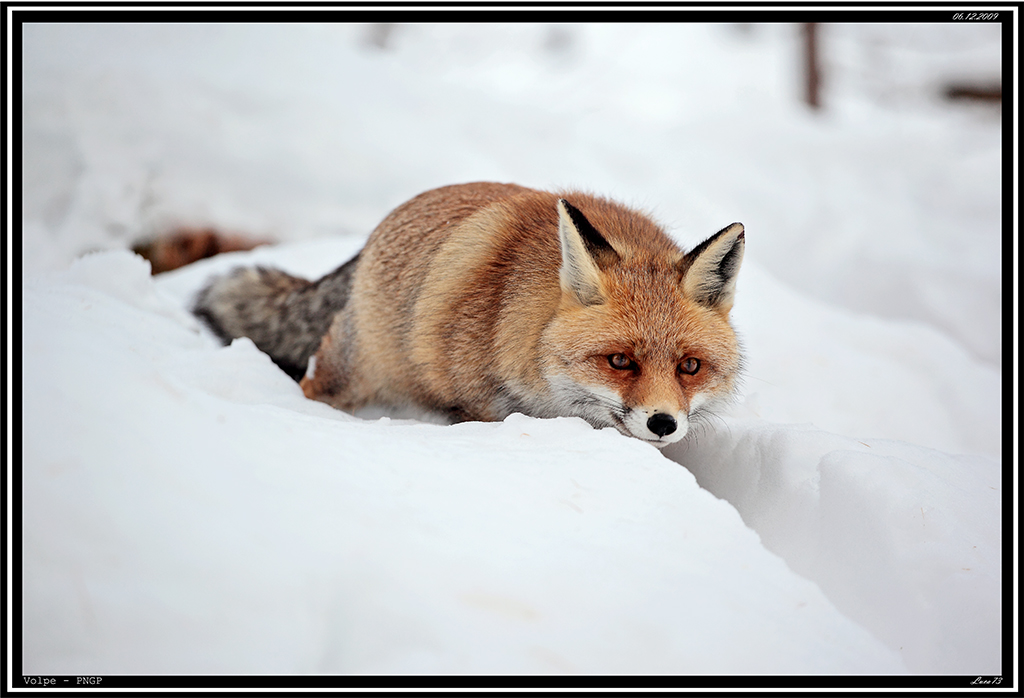 Volpe PNGP # 29