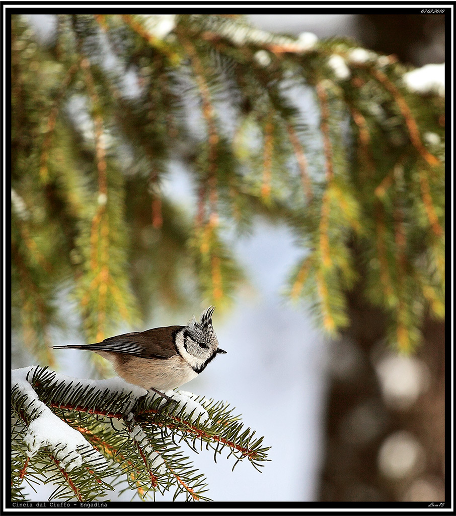 Cincia dal Ciuffo # 1