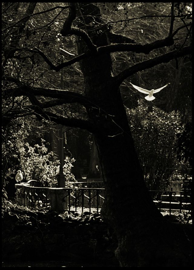 Dreaming Villa Borghese