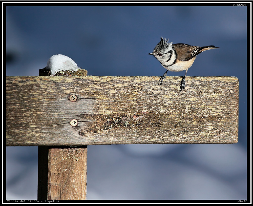 Cincia dal Ciuffo # 2