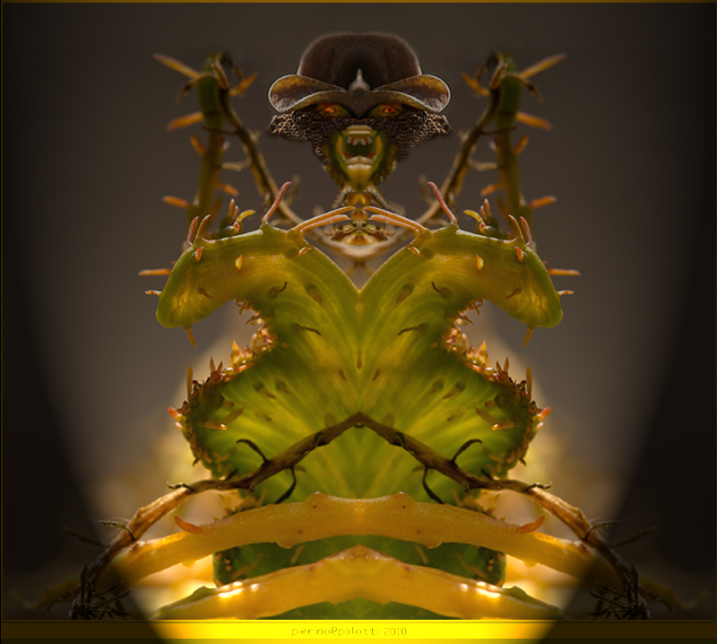 Tra le piante grasse