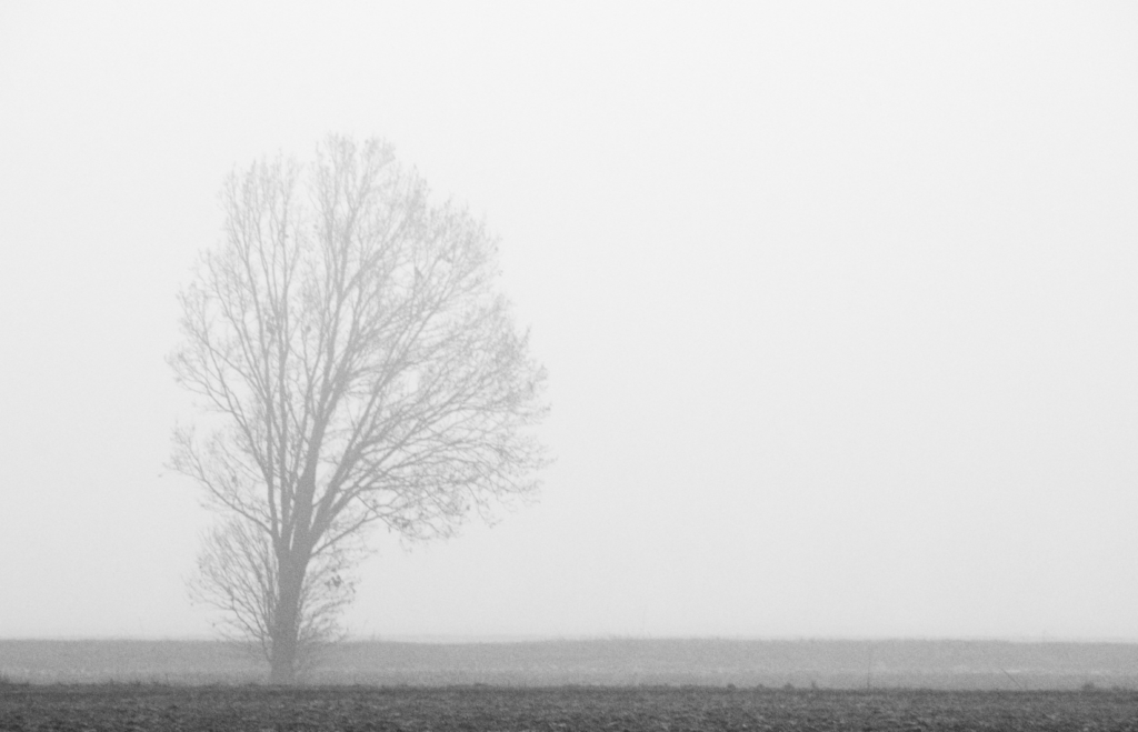 Solo fra la nebbia
