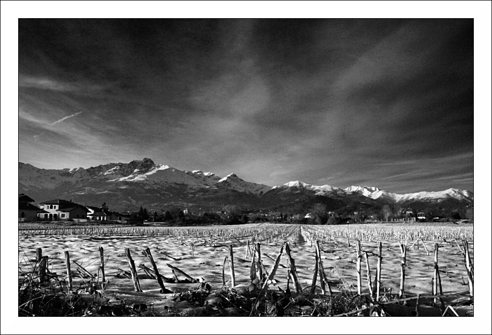 Campo di mais - bn 2