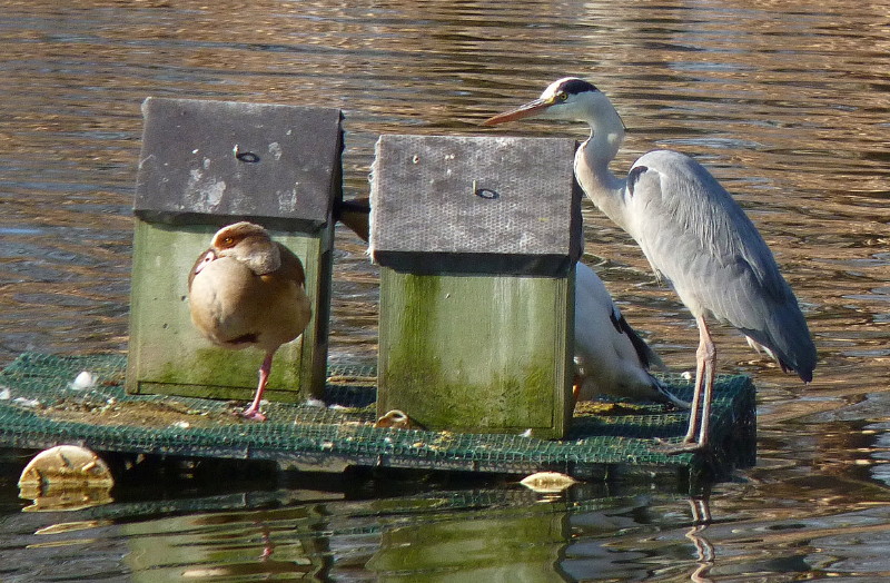 Airone cenerino in compagnia