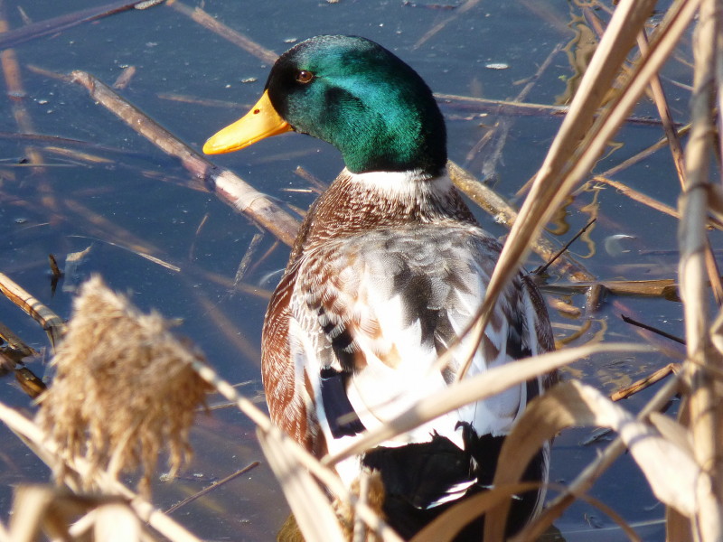 mi sento osservato..