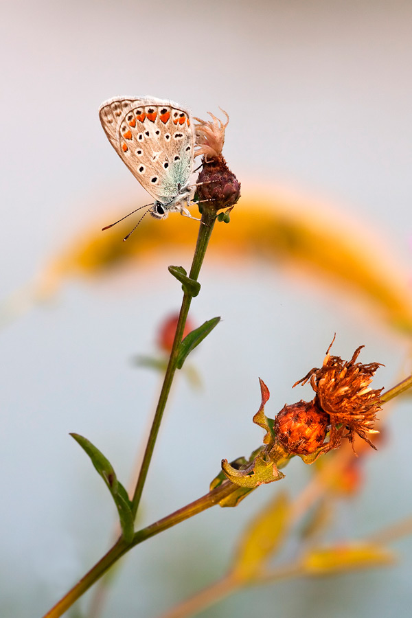 Ho provato a giocare