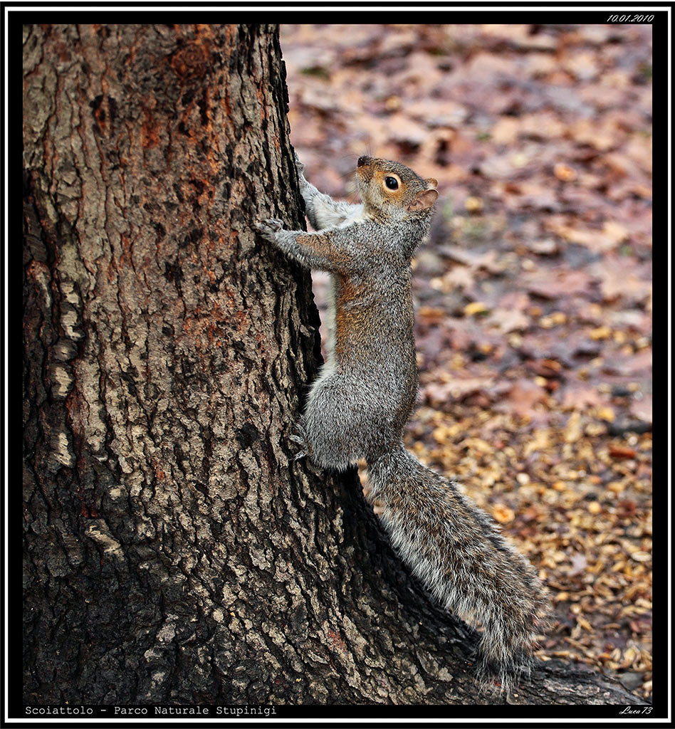 Scoiattolo # 15