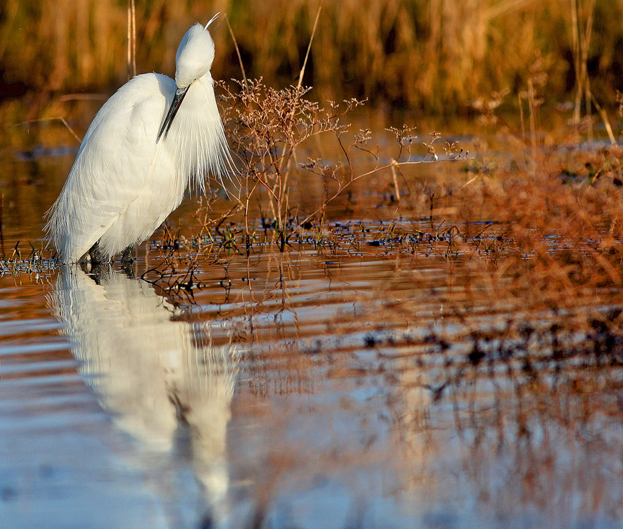 Garzetta con riflesso