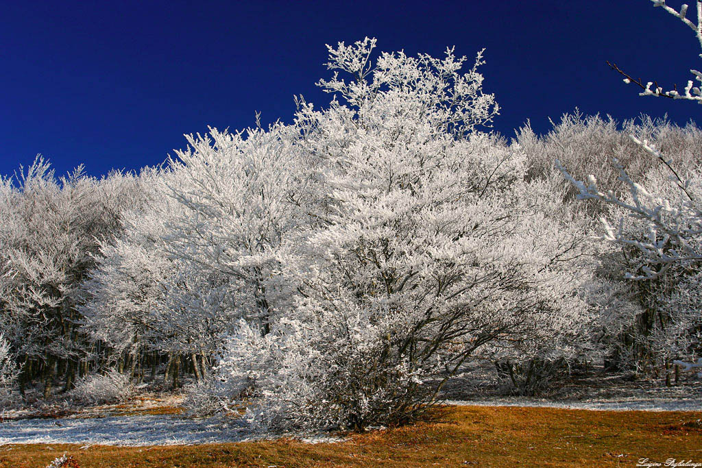 Fiorito ..... NO! Imbiancato