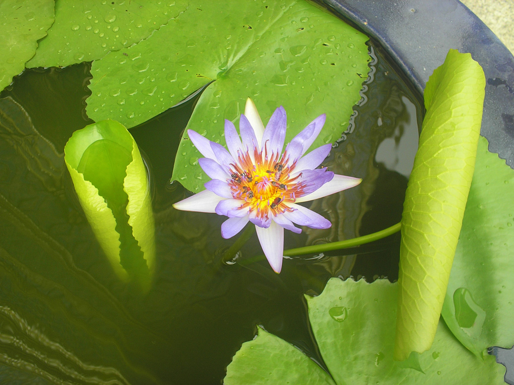 Il pasto delle operaie