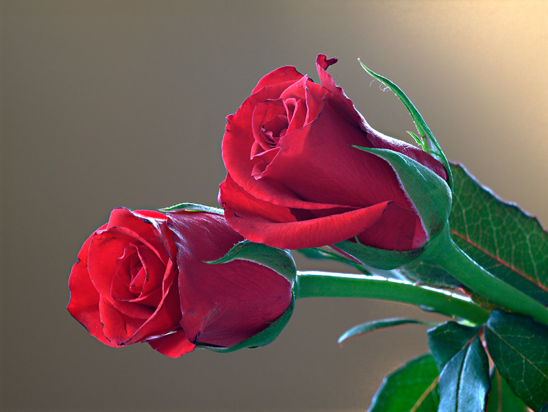 rose...rosse
