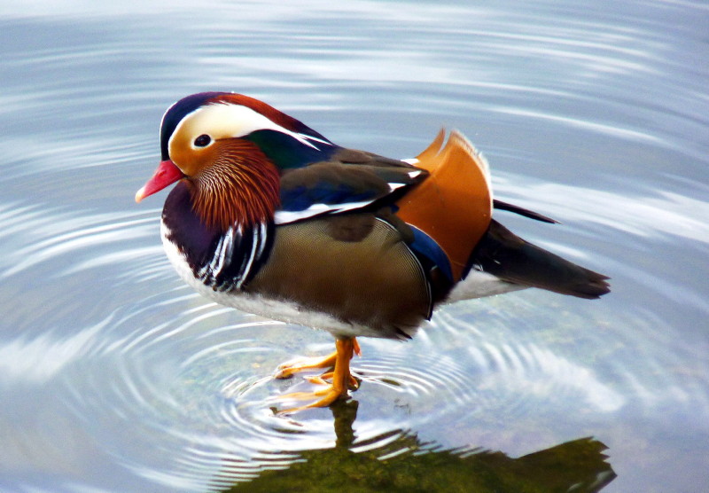 anatra mandarina :s� figa,s� bbella..!