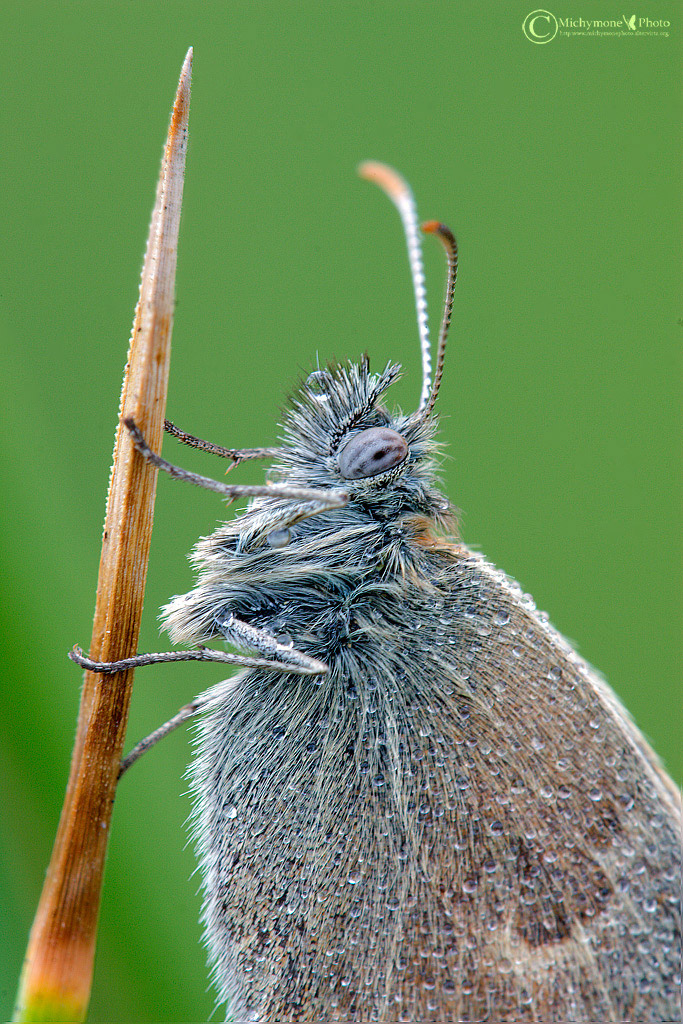 il nome della farfalla non lo ricordo pi�......