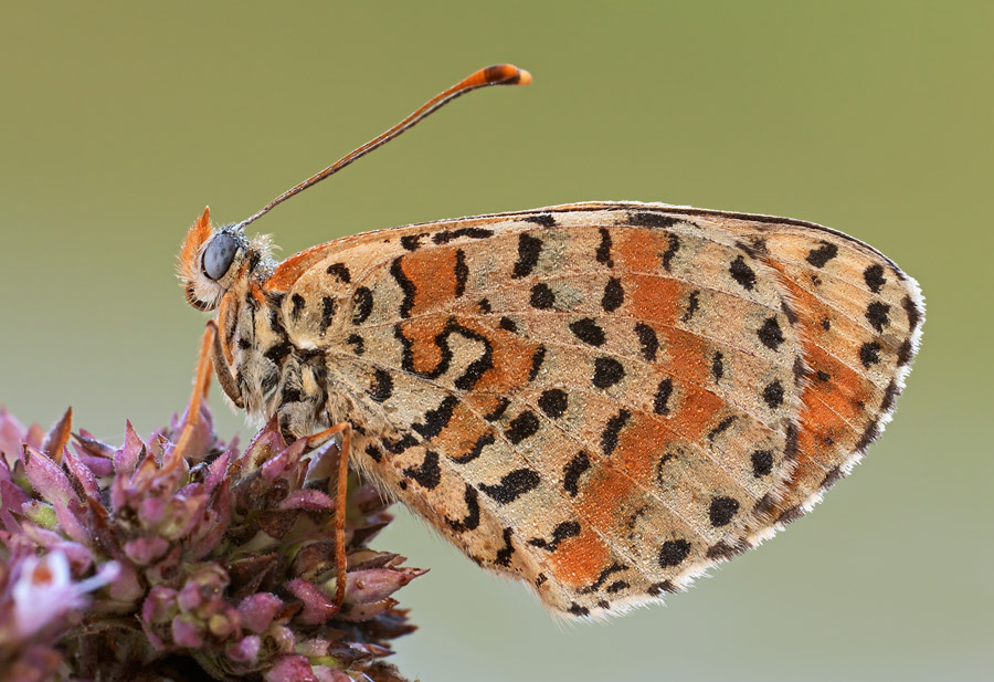 Melitaea didyma