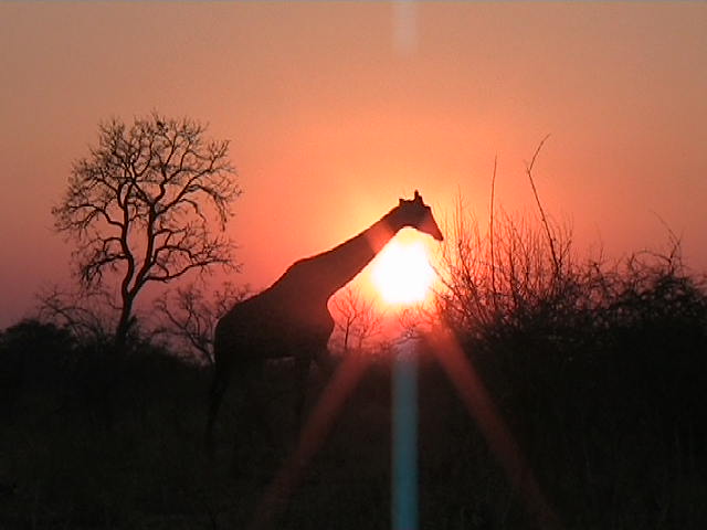 Giraffa solitaria al tramonto