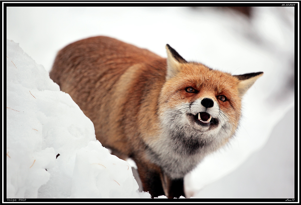 Volpe PNGP #31