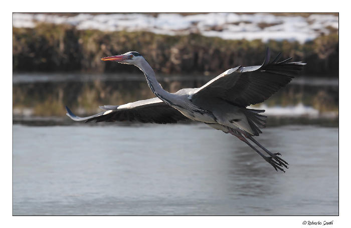 Airone in volo