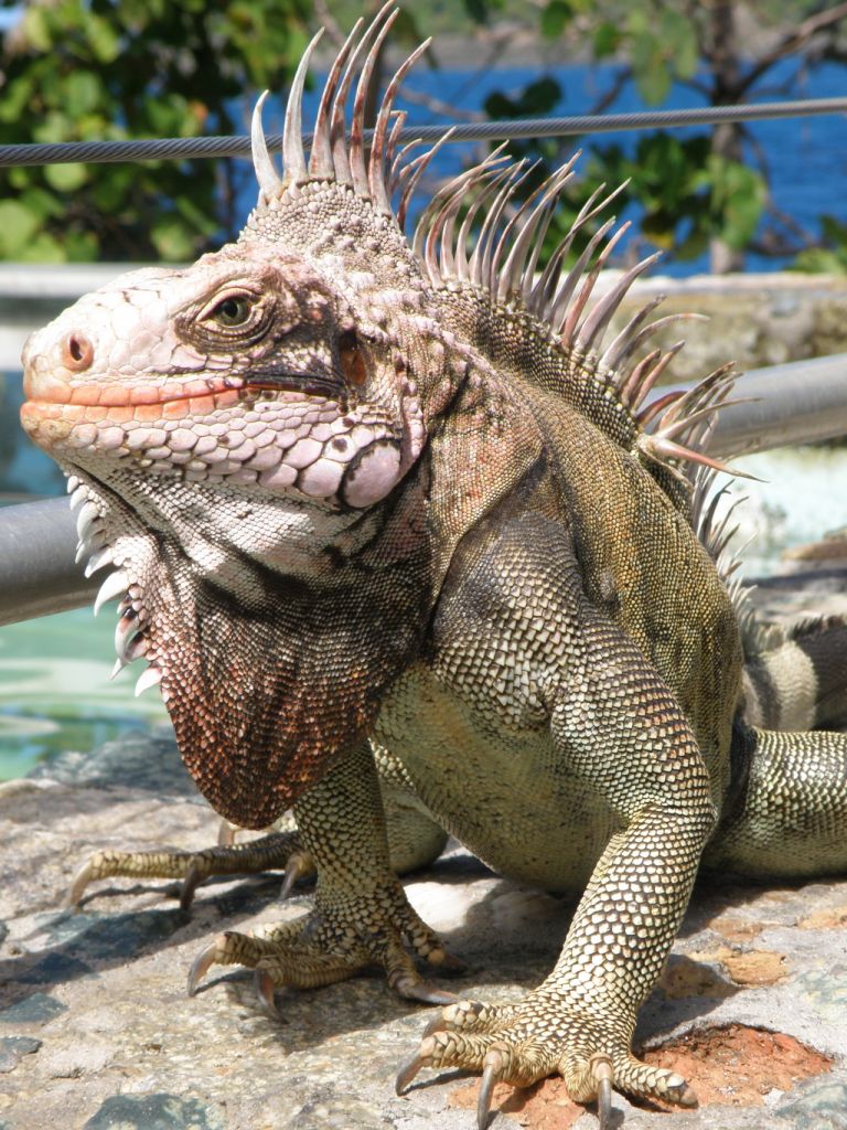Iguana in posa