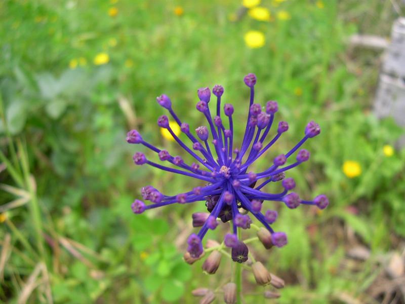Macro - Isola D'Elba