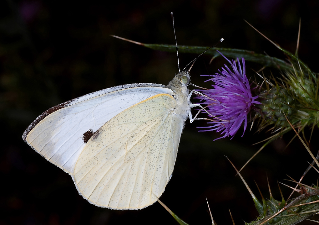 ...Tra Le Spine...!!!