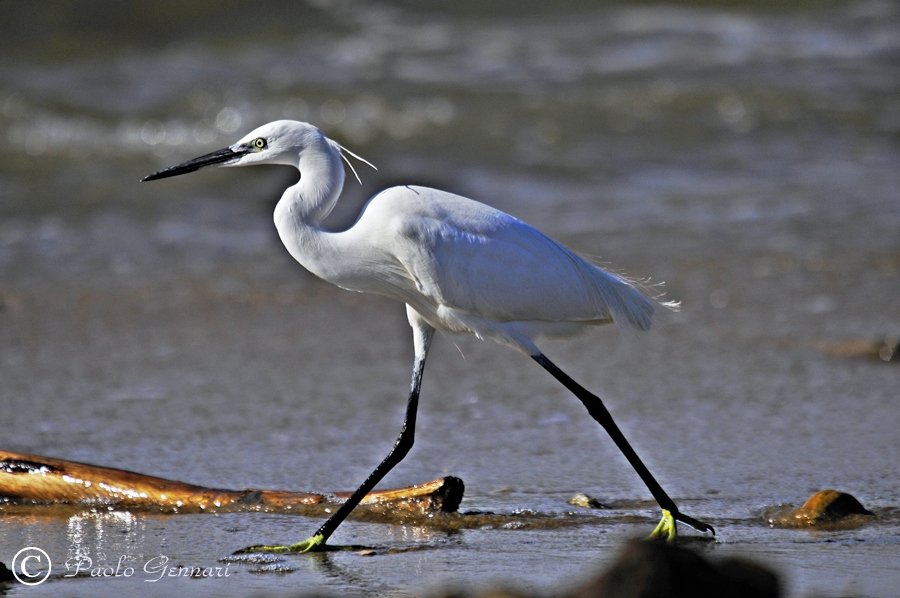 camminando sulla riva
