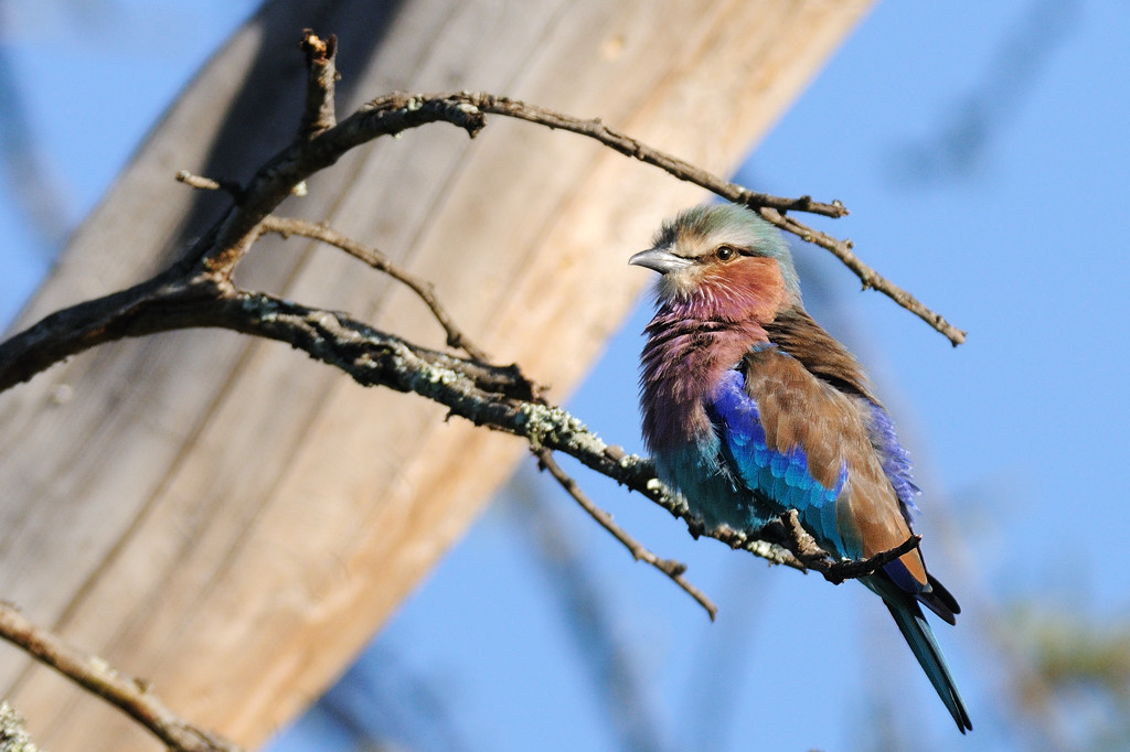 Ghiandaia marina pettolilla
