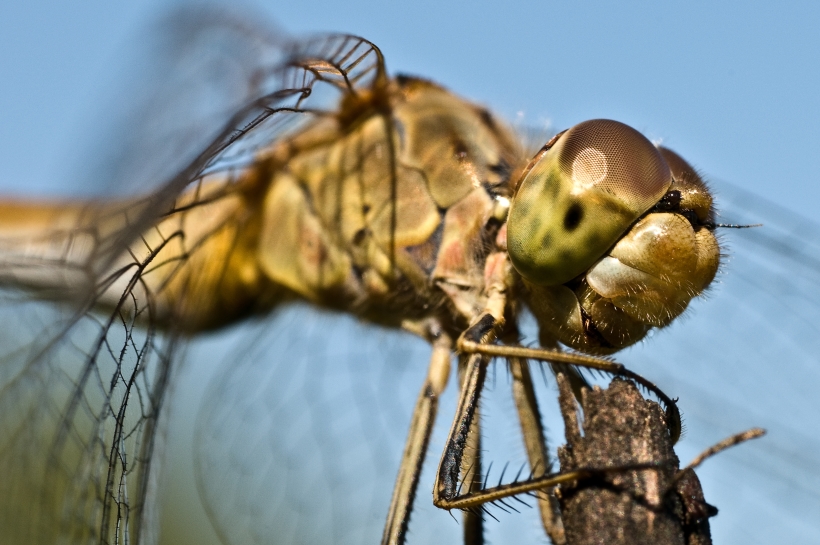 Hairy Dragonfly