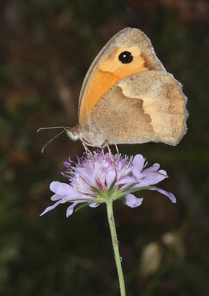 ...Semplicit�...!!!