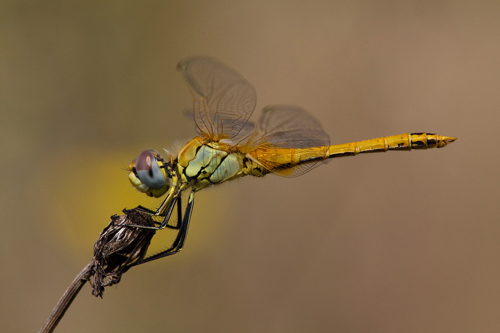 Sympetrum fonscolombii