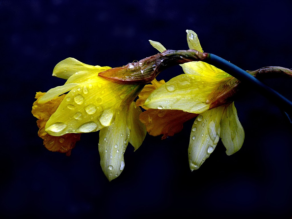 Nel blu dipinto di blu