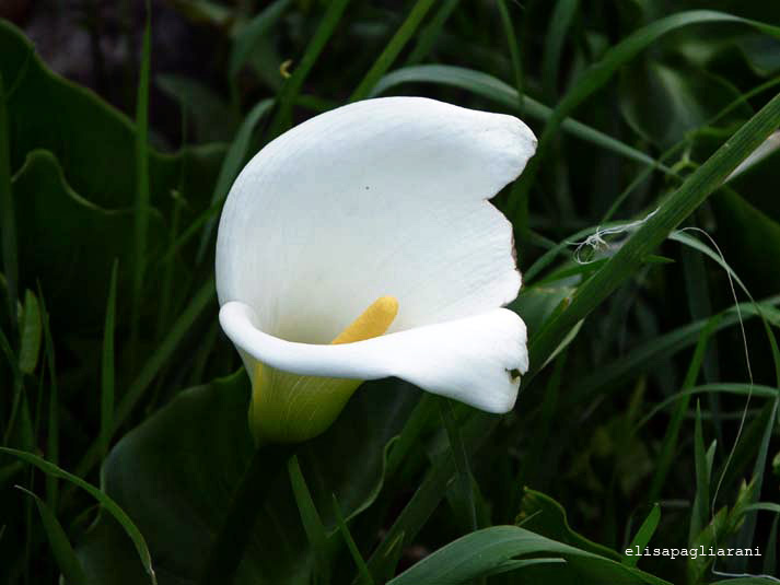 calla