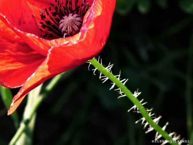 Papavero Pelosetto