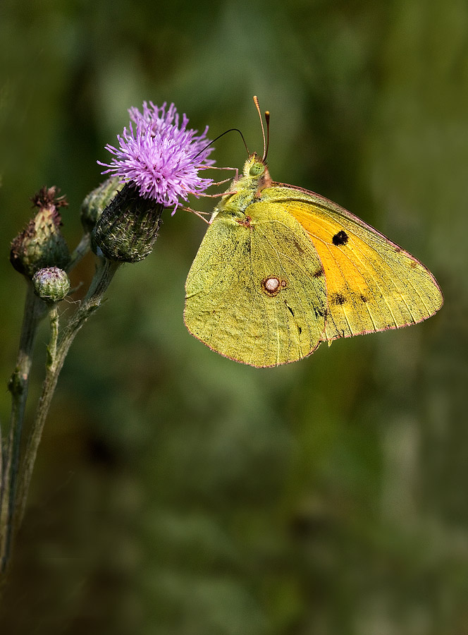 Colias invecchiata