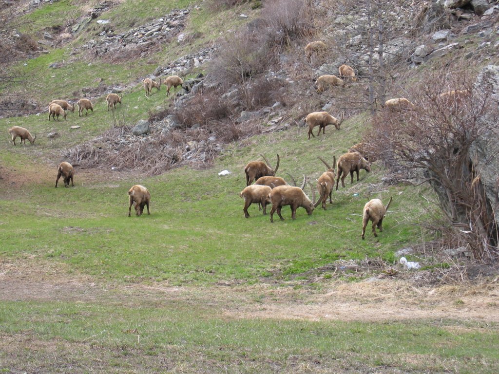 Val di Rhemes - Branco di stambecchi