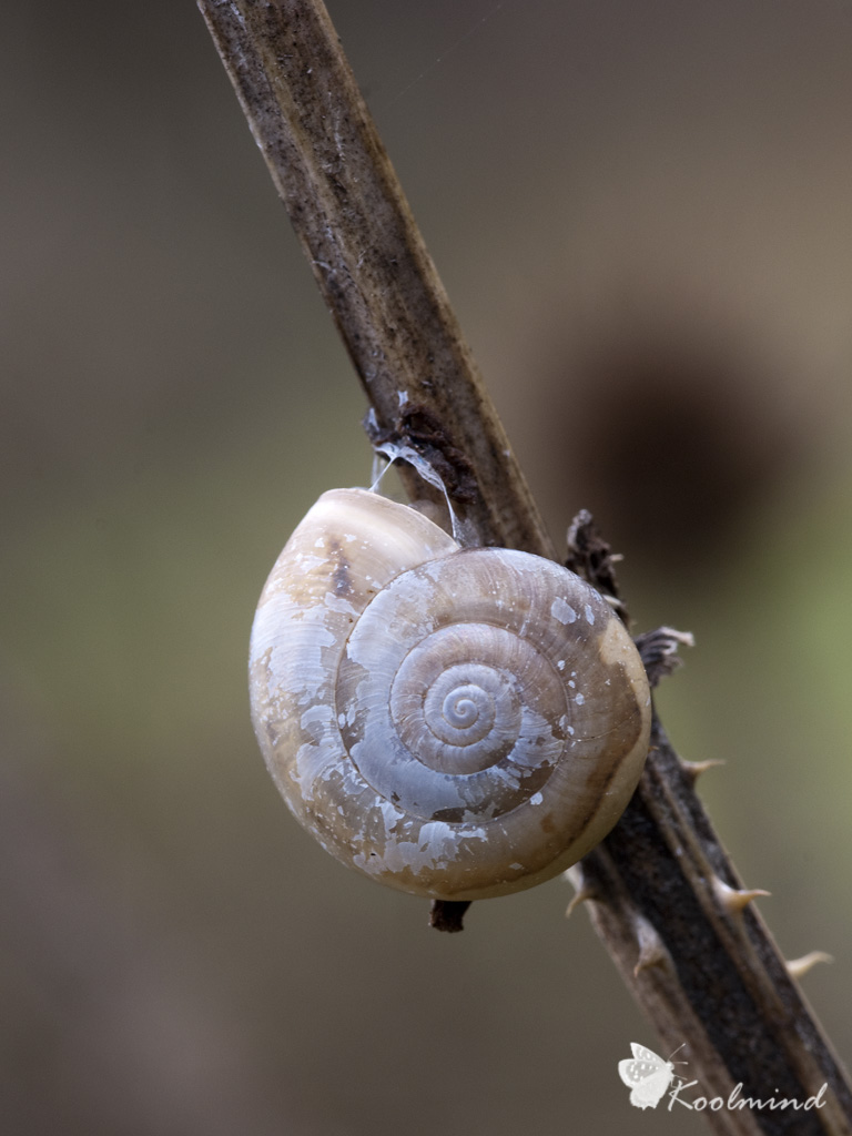 Chiocciola solitaria