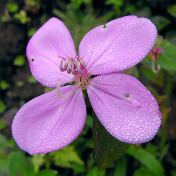 Risvegliandosi da una notte di nebbia