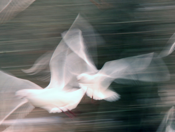 addio gabbiani in volo